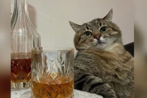 Stepan, gato ucraniano, é indicado a prêmio de influenciadores (Foto: Reprodução/ Redes sociais)