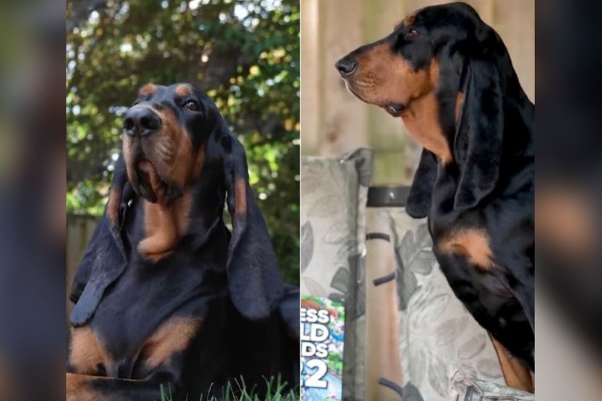 Cadela americana chamada "Lou" tem as orelhas mais longas do mundo, segundo o livro dos recordes (Reprodução/ Guinness World Record)