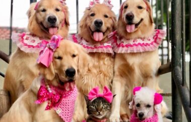 Pets viralizam nas redes sociais com fantasias temáticas; fotos