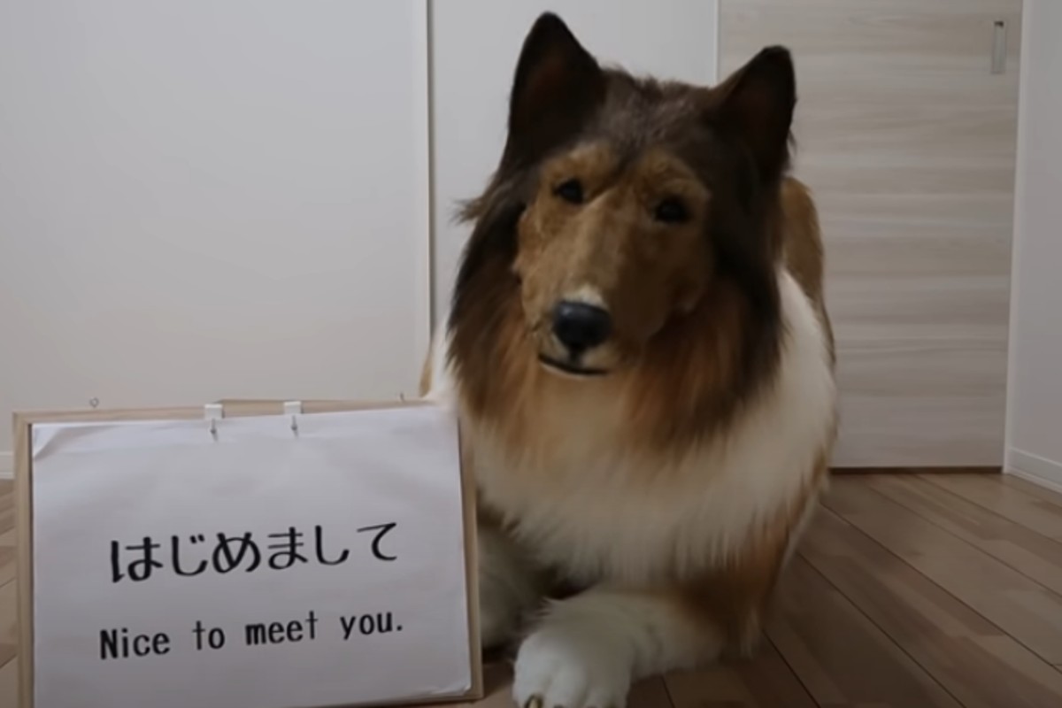 Japonês investe em fantasia ultrarrealista para se transformar em cão da raça Collie (Foto: Reprodução/ Redes sociais)