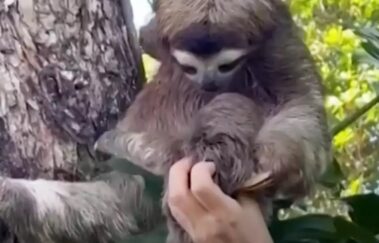 Vídeo: filhote de bicho-preguiça reencontra a mãe e viraliza na web