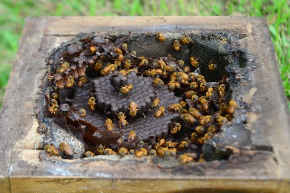 Criação de abelhas, mesmo em áreas urbanas, não é proibida e nem a sua comercialização (Foto: Epagi/Ciram/ Divulgação)