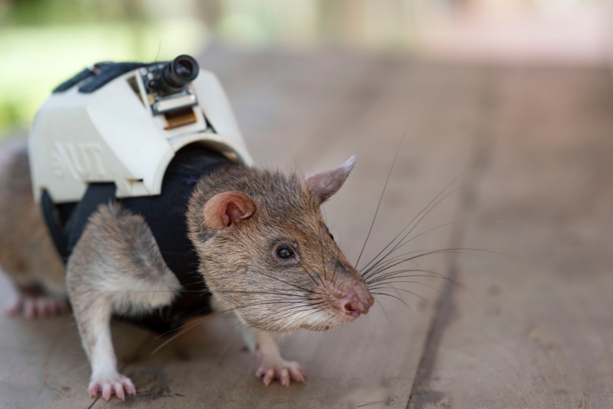 Ratos são treinados para trabalhar em operações para buscas de sobreviventes (Foto: Reprodução/ Redes sociais)