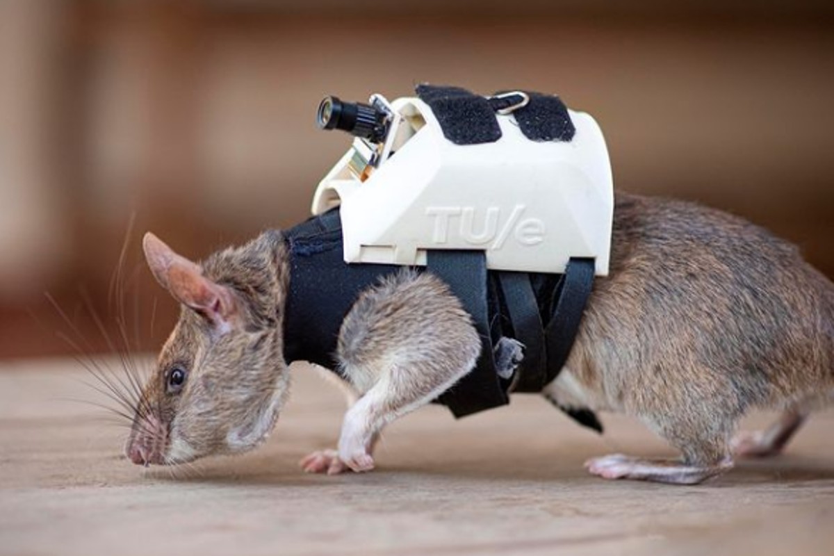 Projeto foi denominado de 'Ratos Heróis' (Foto: Reprodução/ Redes sociais)