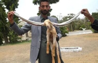 Cabrito nasce com orelhas gigantes e vira celebridade no Paquistão