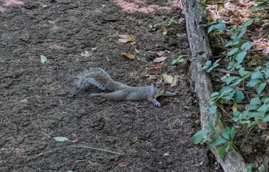 Esquilos 'esparramados' em Nova York intrigam população