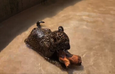 Vídeo mostra Gaia, onça-pintada "estrela" em cena de Pantanal, brincando em piscina quando filhote