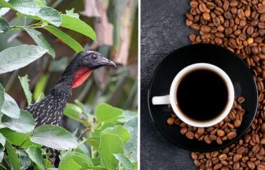 Café do Jacu: veja como é produzido o café mais caro do Brasil